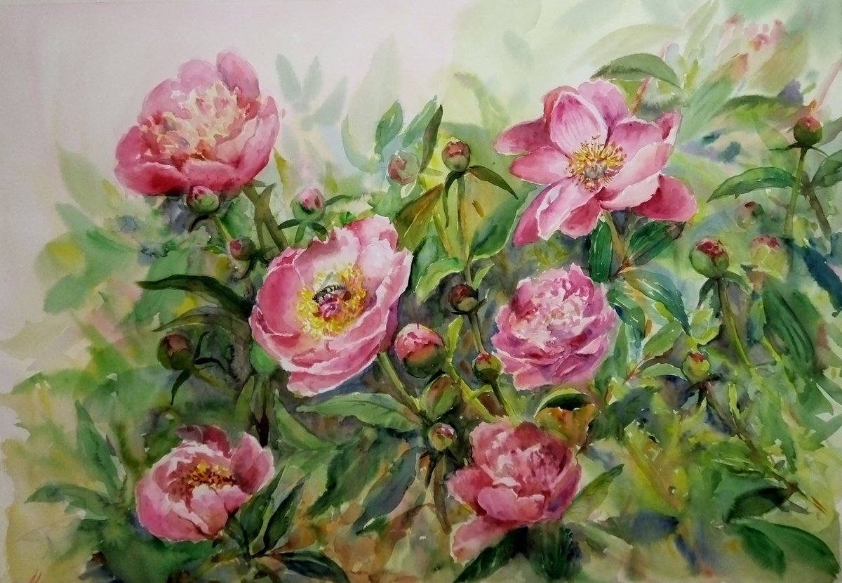 Charming peonies Watercolour by Ann Krasikova | Artfinder