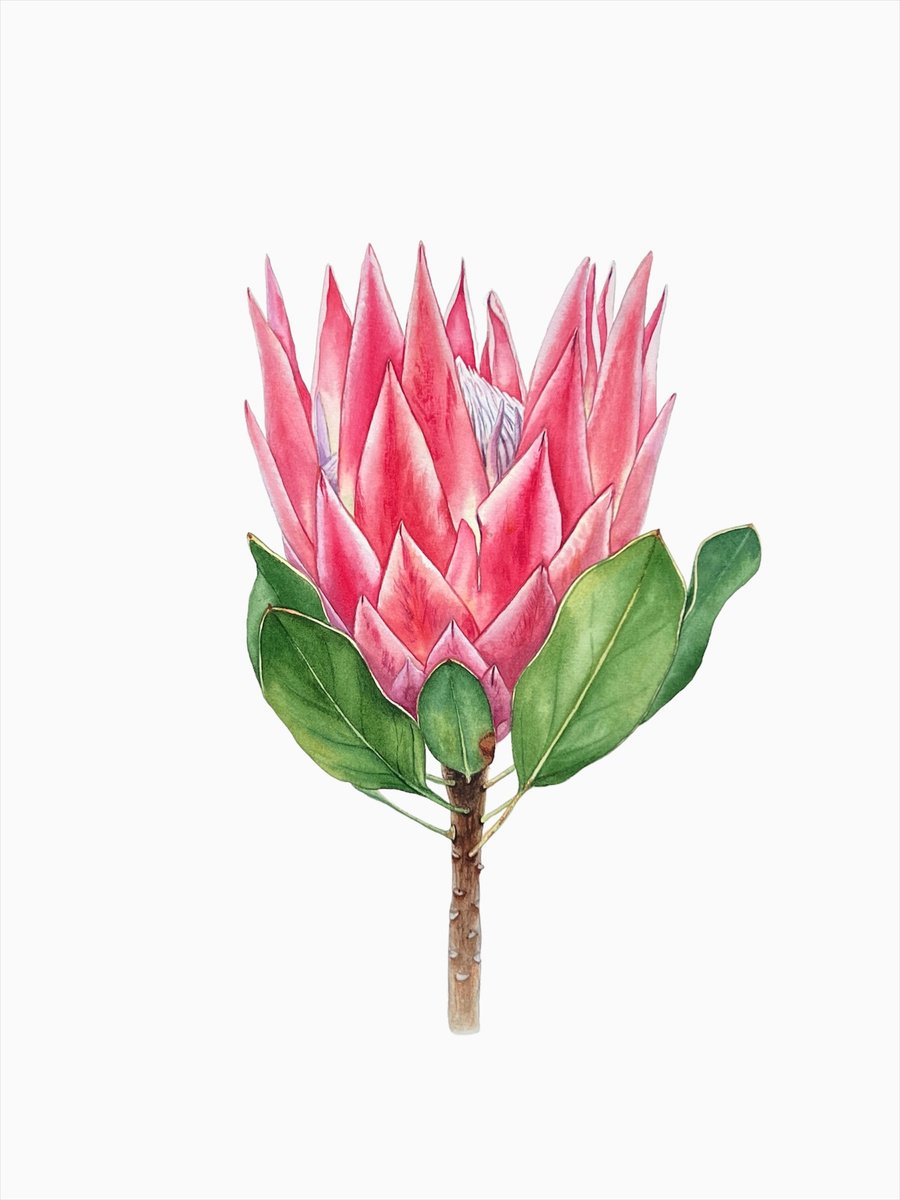 Protea. Original watercolour illustration by Nataliia Kupchyk
