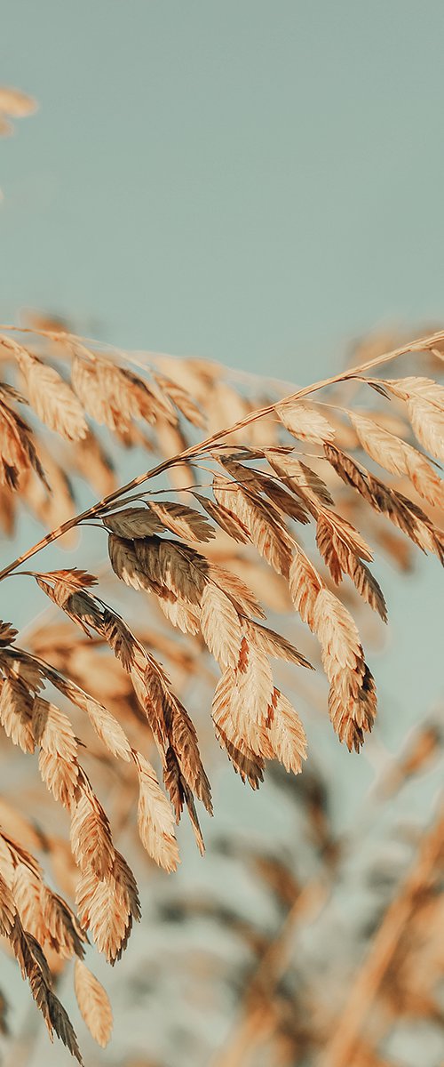 Sea Oats #4 by Alicia Bock