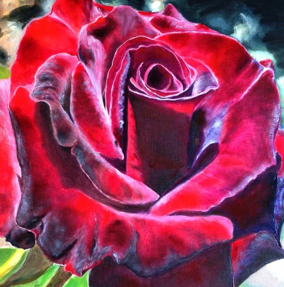 Burgundy Rose in Bloom