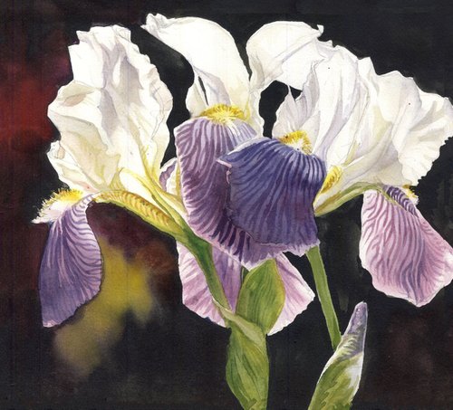three irises by Alfred  Ng