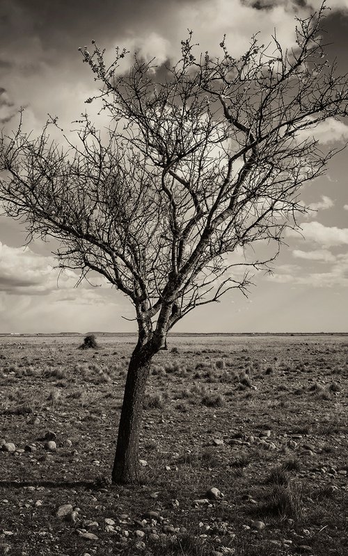 Arbre dans la steppe by Lionel Le Jeune