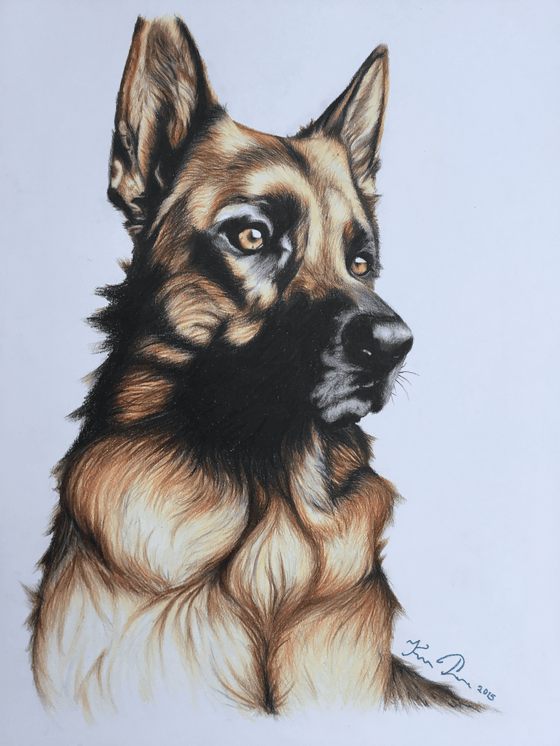 The German Shepherd