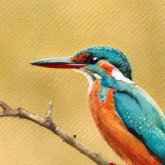 Kingfisher II