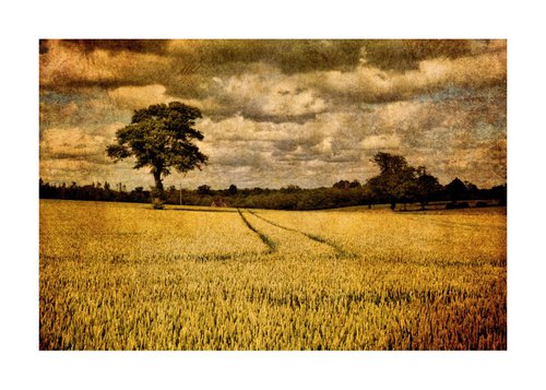 Trees & Crops by Martin  Fry