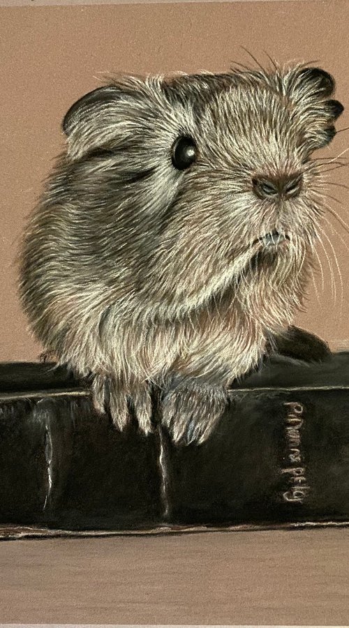 Guinea pig by Maxine Taylor