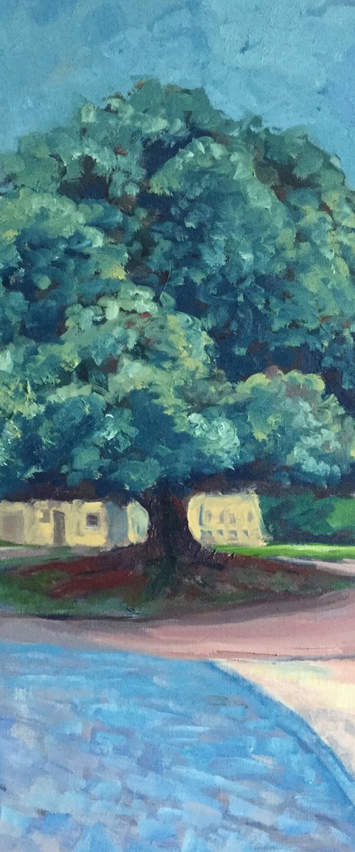 'The Holm Oak Tree, St Mary's Quad, St Andrews University' by Stephen Howard Harrison