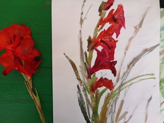 Gladiolus