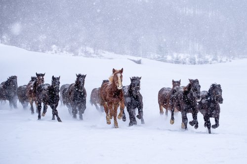 Winter gallop by Kopnicky Marek