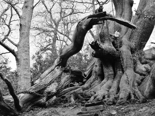 Chained Oak Tree by Flo