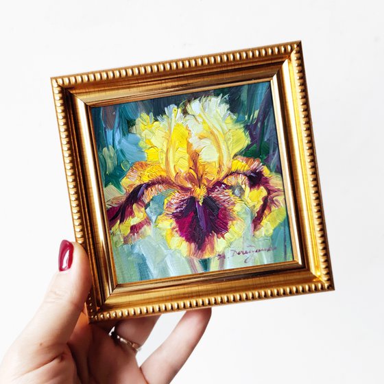 Iris yellow-purple