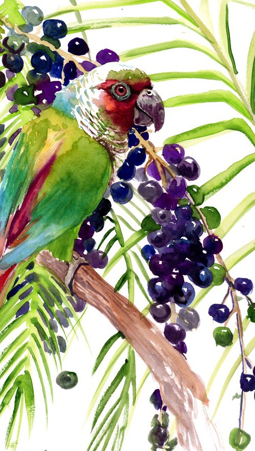 Maroon-Faced Parakeet, Parrot by Suren Nersisyan