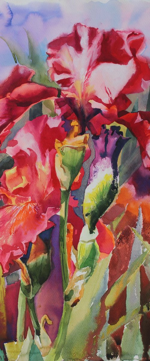 Red Irises#3 by Yurii Pashkov