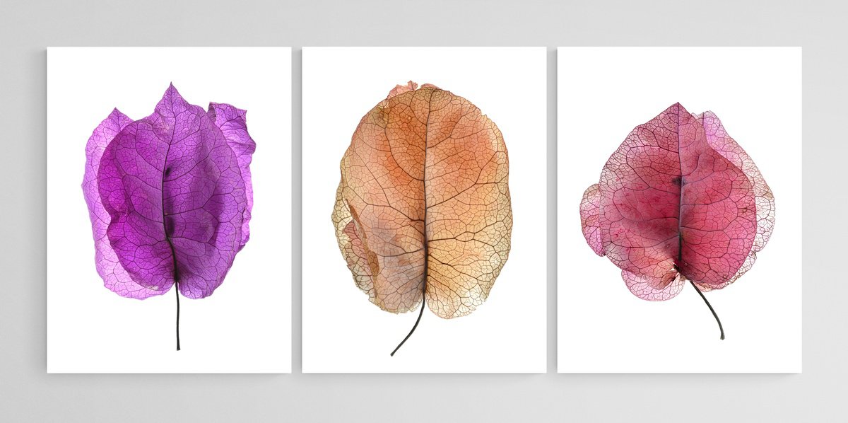 Photorealistic Botanical Photograph By Nadia Culph, 18 X 24", Bougainvillea - Triptych, Original Artwork