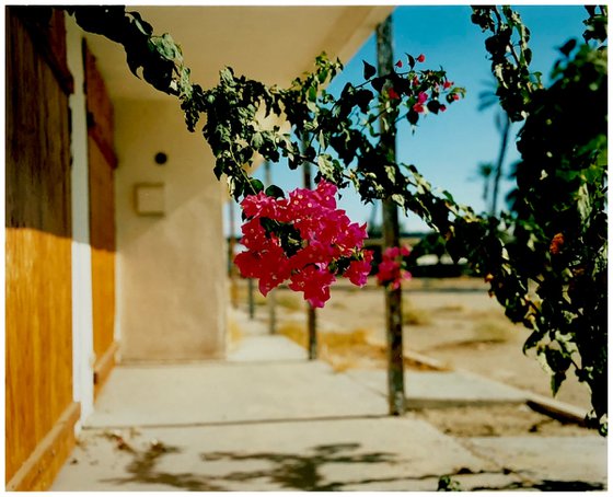 Bougainvillea - North Shore Motel, Salton Sea, California