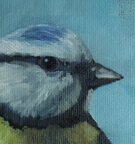 Lockdown's Morning Chorus Series - Blue Tit 2