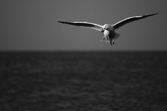 Gull with Mollusc, II