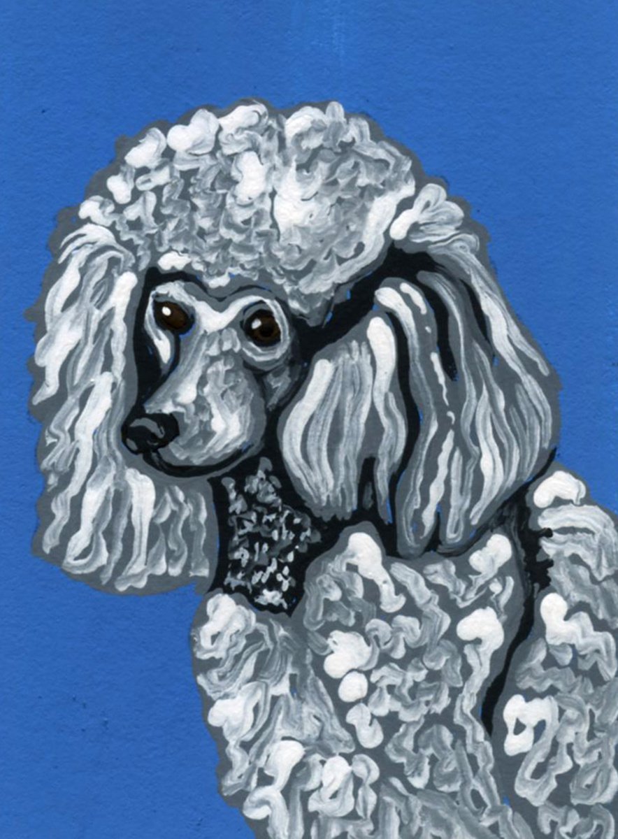 ACEO ATC Original Miniature Painting White Poodle Pet Dog Art-Carla Smale by carla smale