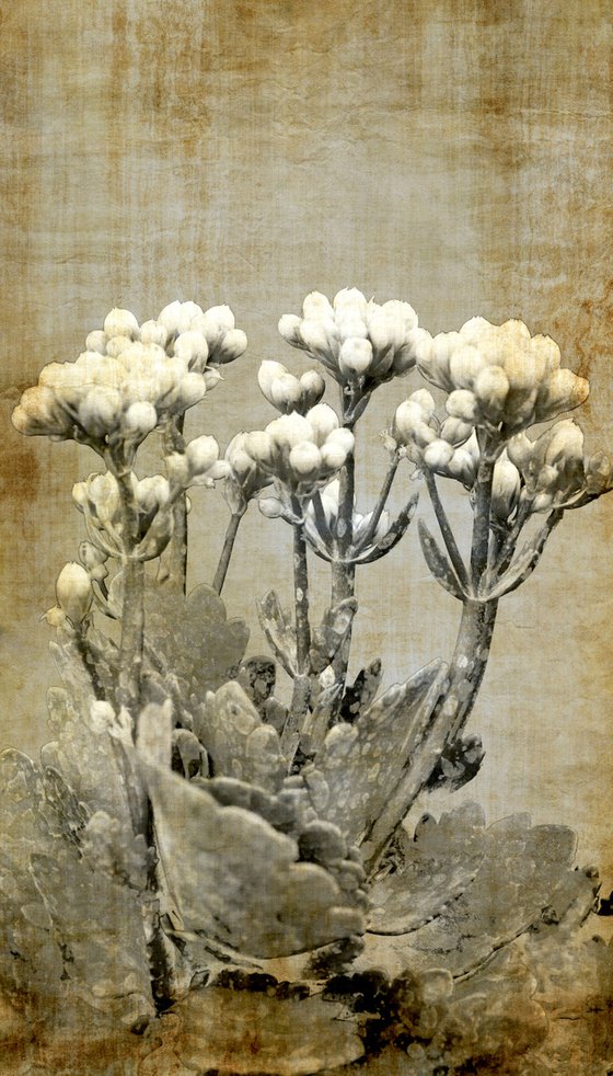 White flora vintage