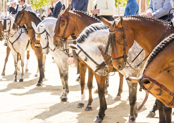 SPANISH HORSES