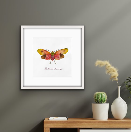 Penthicodes atomaria firefly. Original watercolour artwork with calligraphic lettering.
