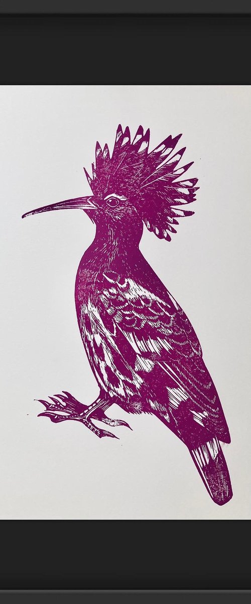 Pink Hoopoe Bird Linocut by Amy Cundall