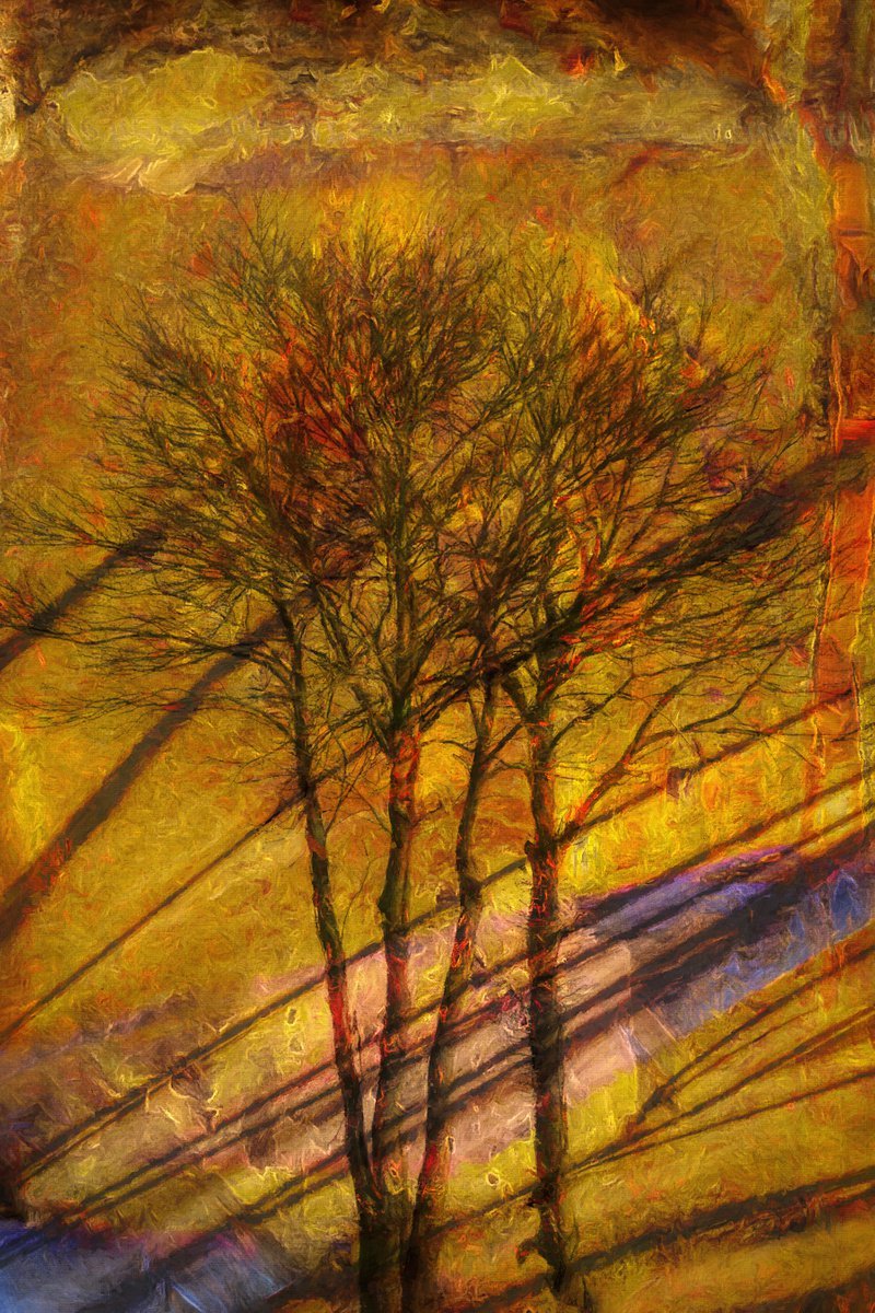 Abstract & Trees by Martin Fry