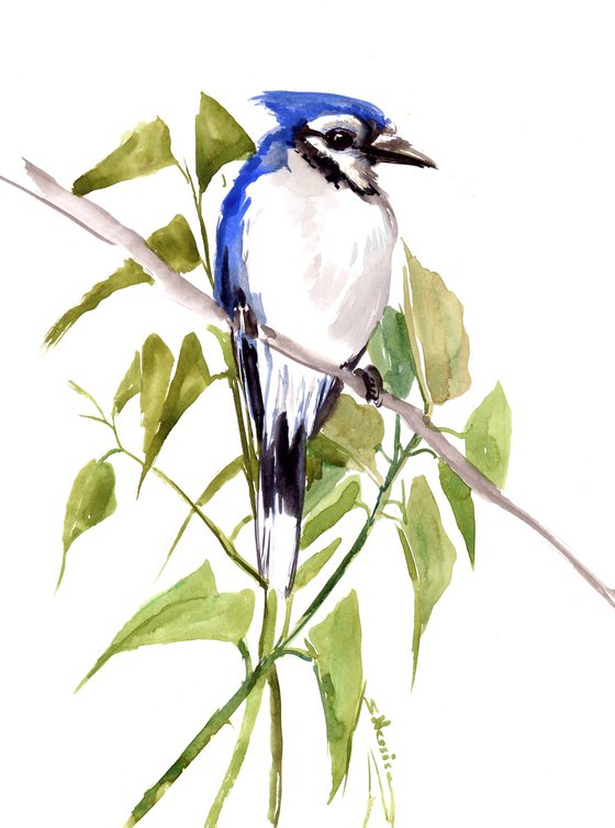 Blue Jay on a Branch