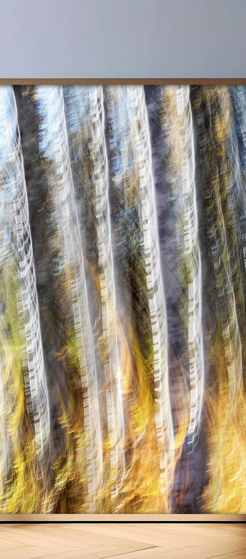 Birches (studio 6) by Karim Carella