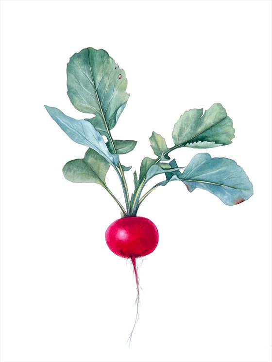 Radish.