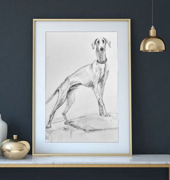 The Mudhol hound - Pet Dog Pencil sketch