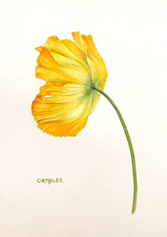 Yellow Poppy