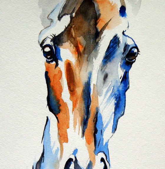 Horse portrait