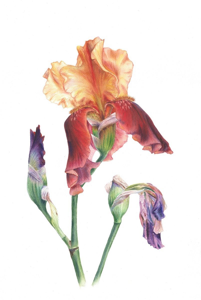 Photorealistic Botanical Watercolour By Maryna Boiko, 15 X 22", Life, Original Artwork