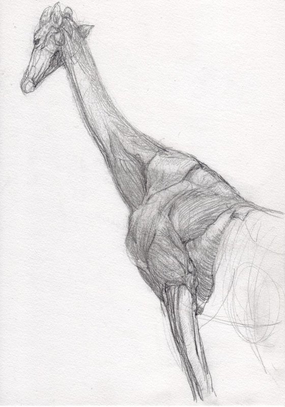 Anatomical sketch of a Giraffe