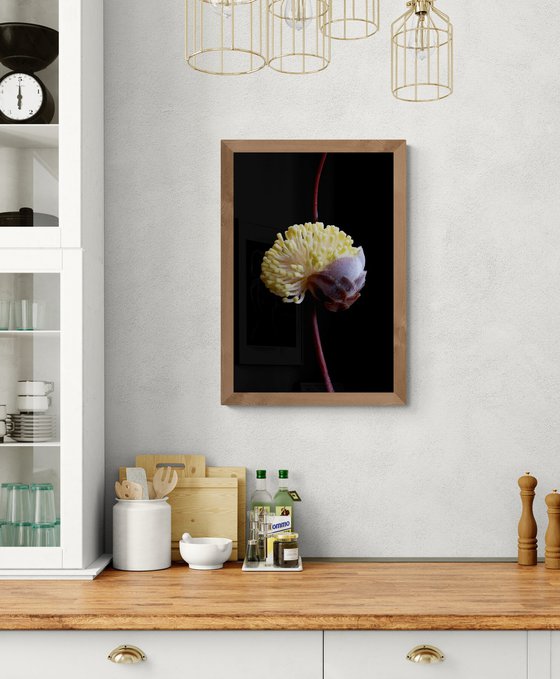 Hakea Blossoming