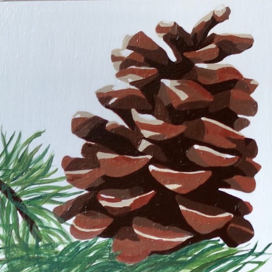 Pine tree cone