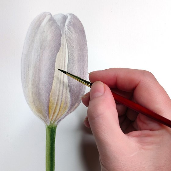 Couple of White Tulips