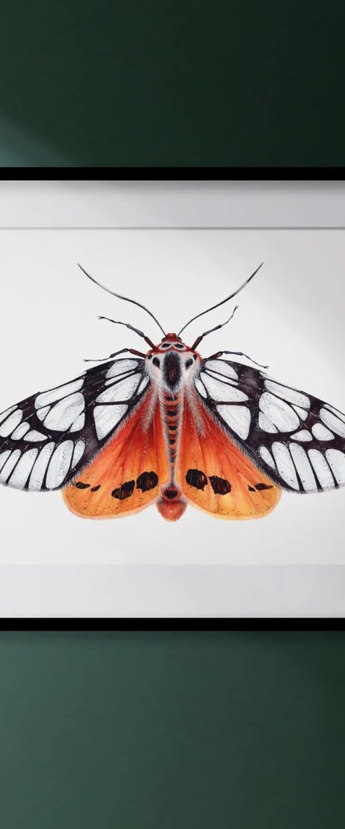 Areas galactina, the Milky Tiger Moth by Katya Shiova
