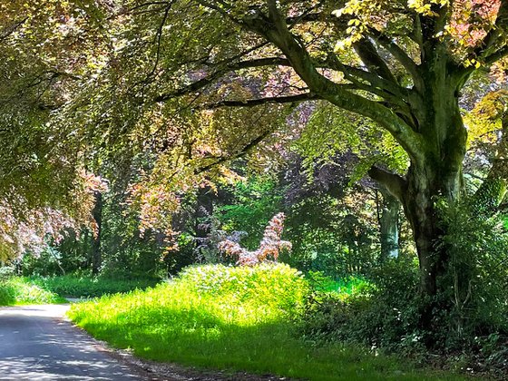 Romantic Country Lane in Springtime