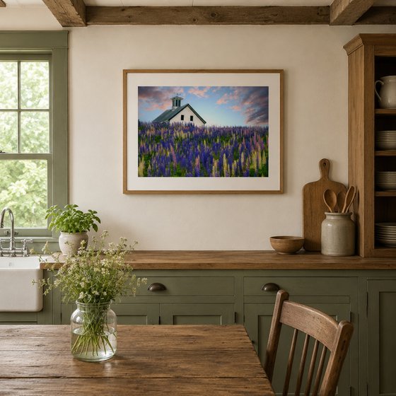 Lupine Field, Whitefield, Maine, 25 x 17