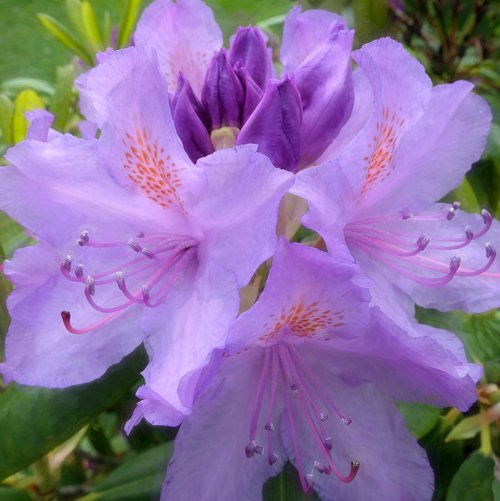Rhododendron by Martin  Fry