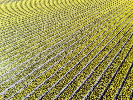 THE YELLOW