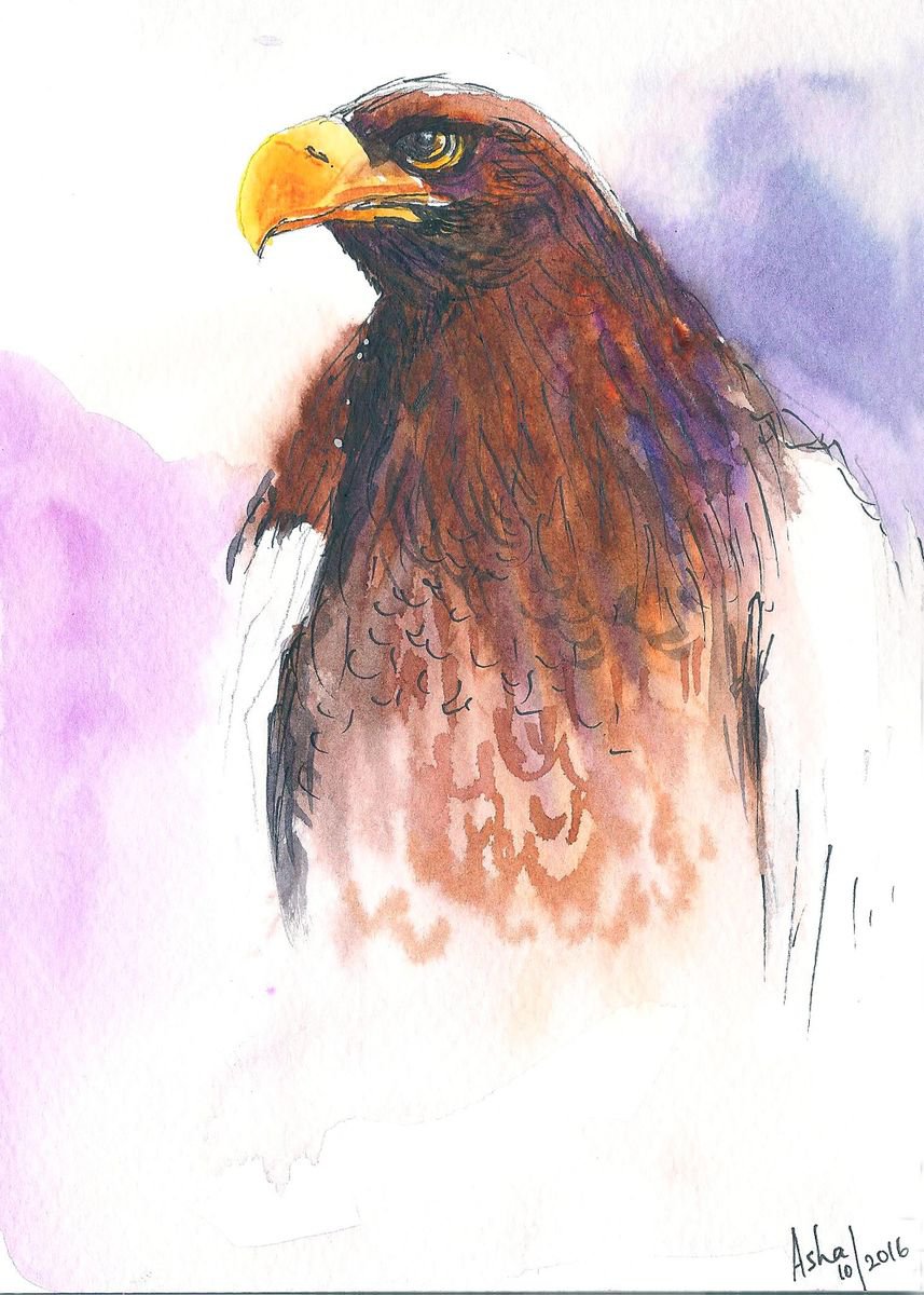Eagle 5x 7 watercolor bird painting by Asha Shenoy