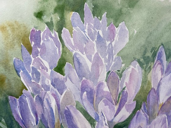 Delicate crocuses