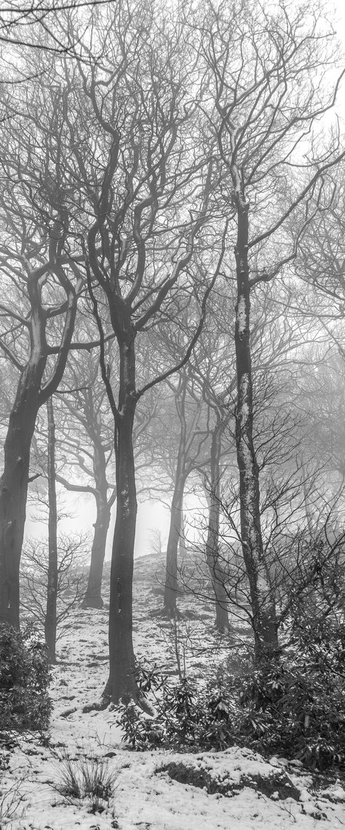 Winter Trees - Wildboarclough Peak District by Stephen Hodgetts Photography