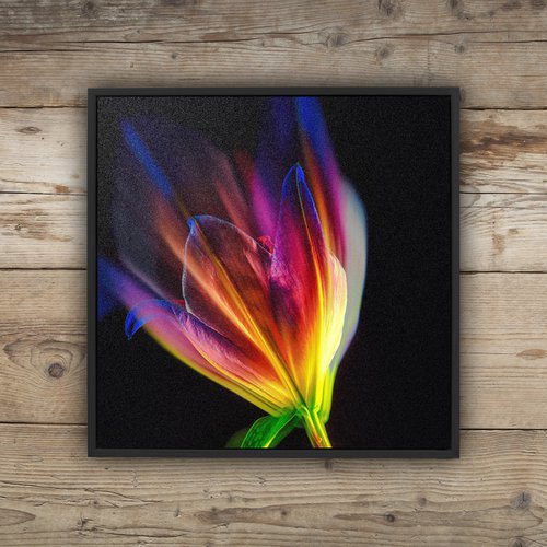 Lilies #3 Abstract Multiple Exposure Photography of Dyed Lilies Limited Edition Framed Print on Aluminium #2/10 by Graham Briggs