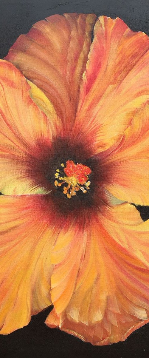 Hibiscus Transparency by Renee  DiNapoli