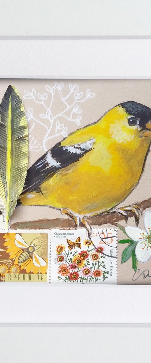 The American goldfinch feather  (framed and ready to hang) by Carolynne Coulson