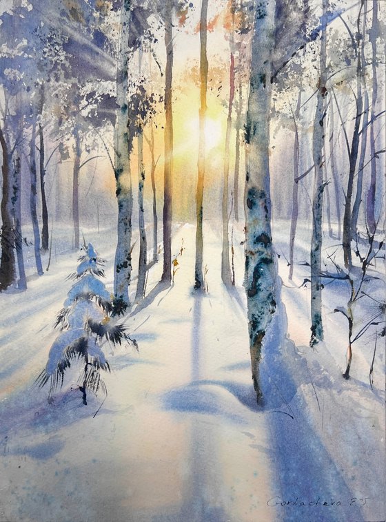 Birch grove in winter glow